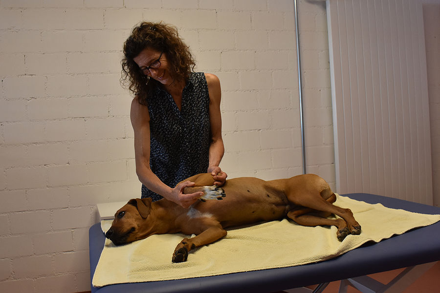 Cornelia Sulzer von hydro canis - Physio- & Wassertherapie für Hunde richtet dem Hund die Gelenke