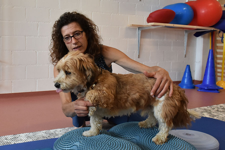 Cornelia Sulzer macht mit einem kleinem Hund eine Stabilisierungstherapie