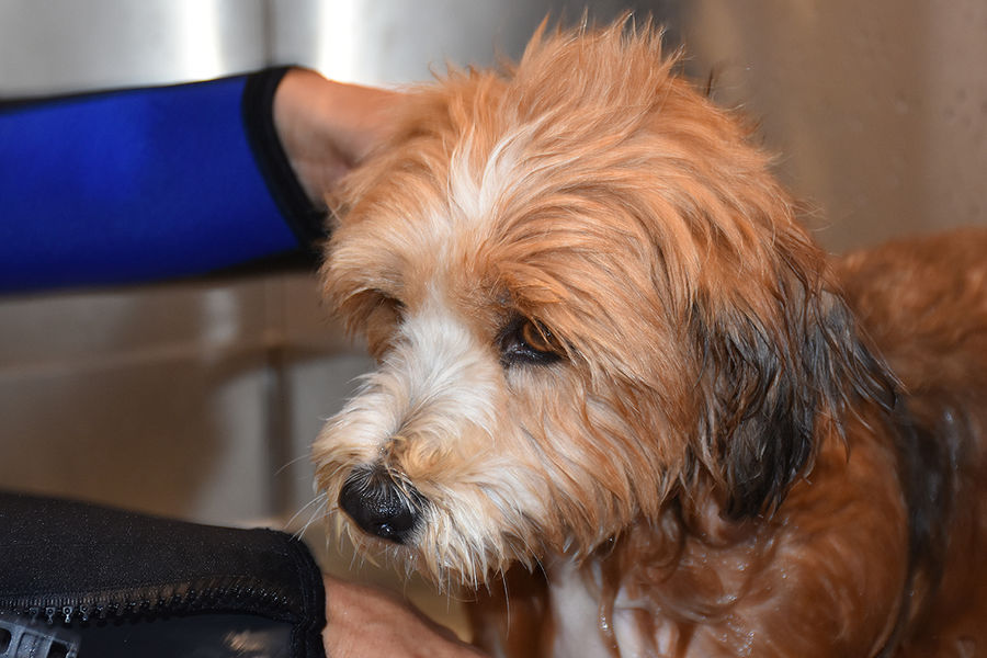 Ein kleiner Hund etwas müde nach der Wassertherapie bei hydro canis, Maienfeld